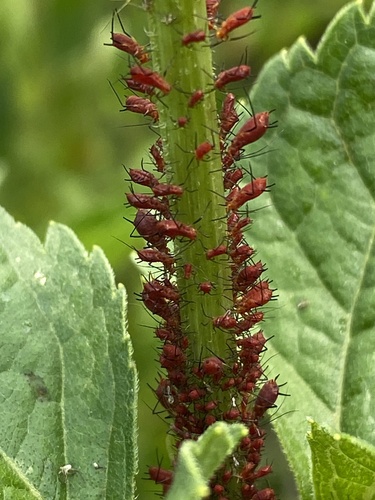 Dusky-tailed Sunflower Aphid photo 3
