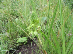 Orthochilus foliosus