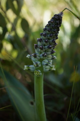 Lachenalia variegata