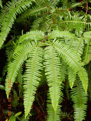 Dicranopteris