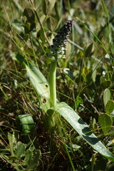 Lachenalia variegata