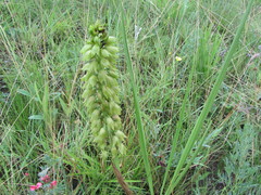 Orthochilus foliosus