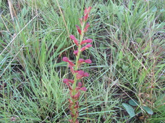 Disa brevicornis
