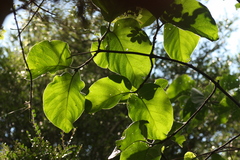 Image of Afrocanthium lactescens