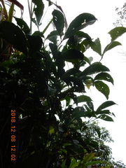 Melicope semecarpifolia