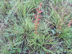 Disa brevicornis