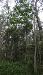 Melicope elleryana