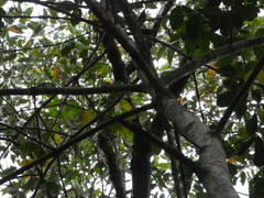 Melicope elleryana