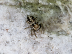 Attulus avocator