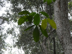 Melicope elleryana