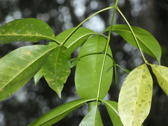 Melicope elleryana