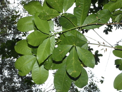 Melicope elleryana