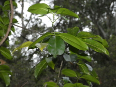 Melicope elleryana