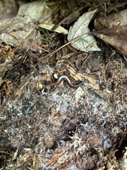Plethodon cinereus image
