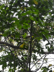 Melicope elleryana