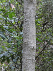 Melicope elleryana