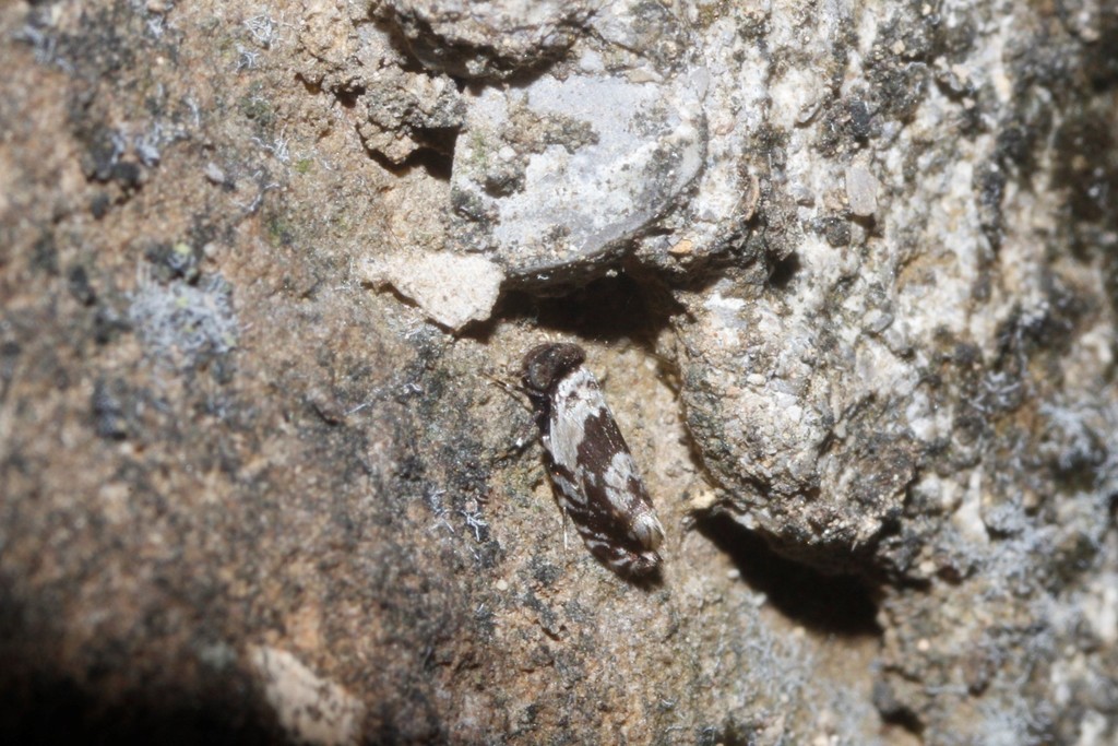Lithoseopsis hellmani
