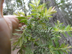 Melaleuca sieberi