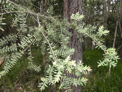 Melaleuca sieberi
