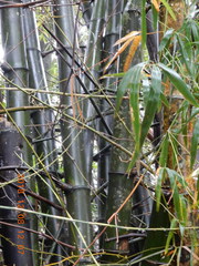 Bambusa stenostachya