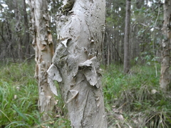 Melaleuca sieberi