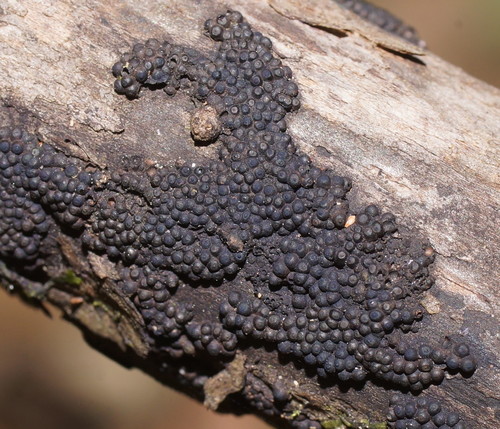 Annulohypoxylon bovei image