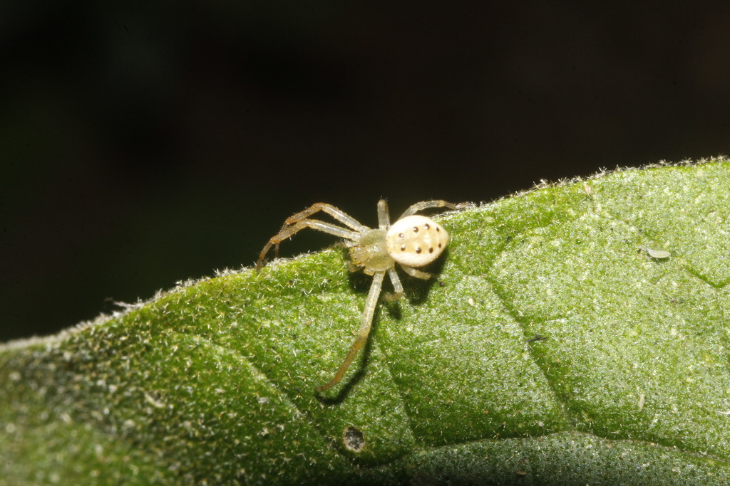 crab spiders