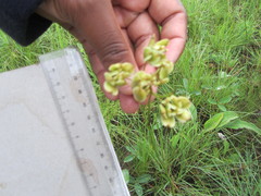 Afrosciadium natalense