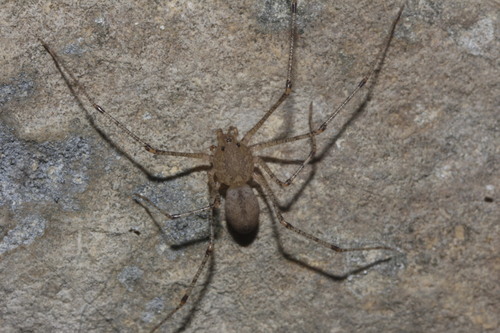 Scytodes atlacoya