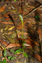 Pterostylis lustra
