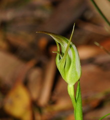 Pterostylis lustra