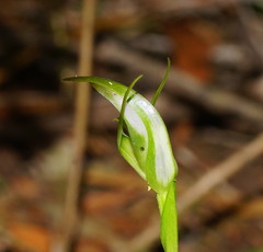 Pterostylis lustra