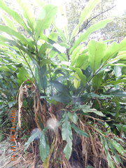 Alpinia uraiensis