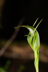 Pterostylis lustra