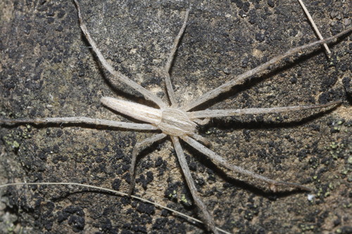 Tibellus duttoni