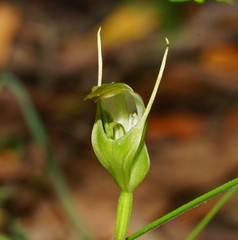 Pterostylis lustra
