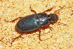 Harpalus rubripes