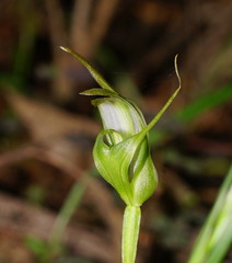 Pterostylis lustra
