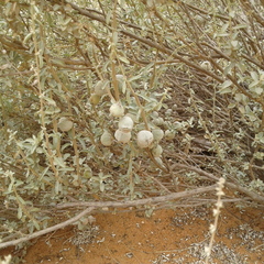 Atriplex vesicaria