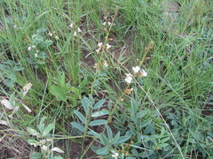 Ophrestia oblongifolia