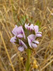 Psoralea uncinata