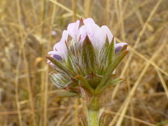 Psoralea uncinata