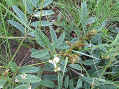 Ophrestia oblongifolia