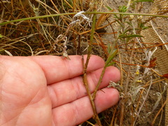 Psoralea uncinata