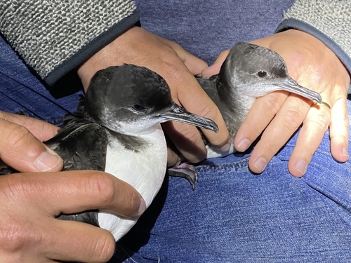 Puffin des Anglais