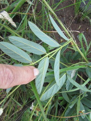Ophrestia oblongifolia