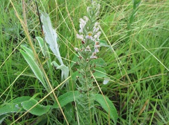 Brachycorythis pubescens