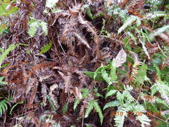 Dicranopteris