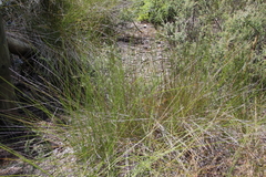 Juncus edgariae