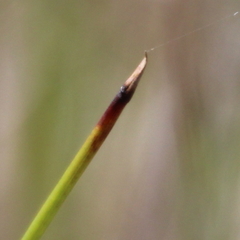 Juncus edgariae